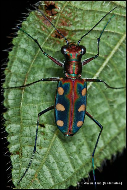 Japanese Tiger Beetle Colorful Beetles, Bugs Collection, Weird Bugs, Beautiful Beetles, Tiger Beetle, Dream Forest, Insects Preschool, Firefly Art, Beetle Art