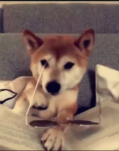 Dog Deal With It GIF - Dog DealWithIt Cool - Discover & Share GIFs It Gif, Cute Puppy Breeds, Dog Animation, Goofy Dog, Puppy Images, Cool Dog, Shiba Inu Dog, Tiny Puppies, Funny Dog Memes