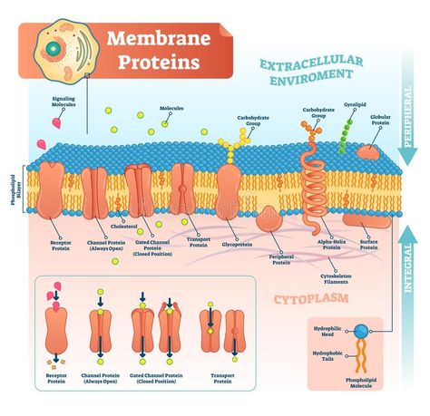 Membrane proteins labeled vector illustration. Detailed structure scheme. Membrane proteins labeled vector illustration. Detailed microscopic structure scheme stock illustration Anatomical Diagram, Protein Biology, Cell Membrane Structure, A Level Biology, Membrane Structure, Plasma Membrane, Nursing Mnemonics, Biology Lessons, Genetic Engineering