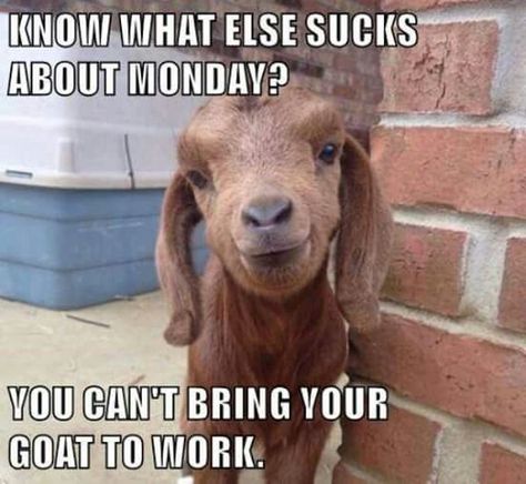 Cute! Goat Meme, Goat Life, Totes Ma Goats, Show Goats, Goat Care, Boer Goats, Raising Goats, Pygmy Goat, Goats Funny