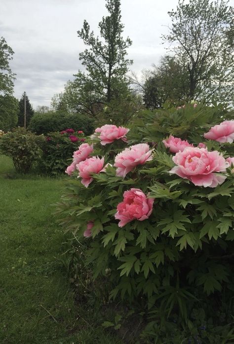 Tree Peonies, Peony Bush, Tree Peony, Flowers Garden, Love Flowers, Garden Plants, Peonies, Flower Garden, Beautiful Flowers