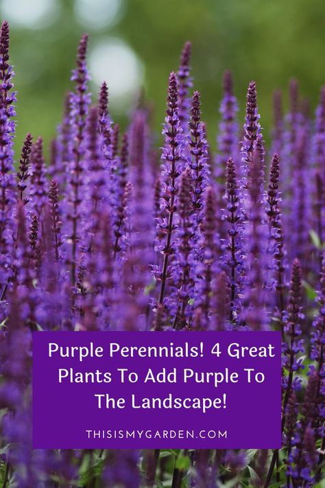 Purple Flower Landscaping, Purple Spike Flowers, Purple Perennials Landscapes, Plants For The Shade, Purple Plants Landscaping Ideas, Purple Landscaping, Dark Purple Perennials, Tall Purple Flowers Perennials, Purple Annuals