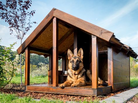 Building the Ideal Dog House - Texas A&M Veterinary Medicine & Biomedical Sciences Dog House Plans Insulated, Big Dog House, Pallet Dog House, Insulated Dog House, Modern Dog Houses, Build A Dog House, Diy Dog Kennel, Large Dog House, Outdoor Dog House