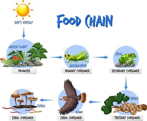 Food chain diagram concept Food Chain Diagram, السلسلة الغذائية, Food Chain Activities, Food Tree, Cycling Food, Biology Activity, Earth Drawings, School Kids Crafts, Diy Phone Case Design