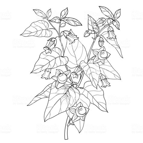 Nightshade Drawing, Poisonous Flowers Tattoo, Deadly Nightshade Tattoo, Belladonna Tattoo, Belladonna Flower, Nightshade Flower, Poison Garden, Learn To Tattoo, Feminist Tattoo