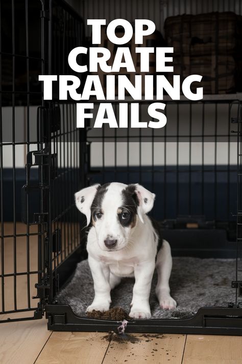 Learn the biggest mistakes of crate training a puppy or an adult dog, including common crate training errors, tips for effective crate training routines, and how to use positive reinforcement to ensure a comfortable and successful dog training experience. Crate Training Schedule, Dog Crate Training, Crate Training Dog, Training A Puppy, Crate Training Puppy, Puppy Obedience Training, Puppy Crate, Elevated Dog Bowls, Crate Training