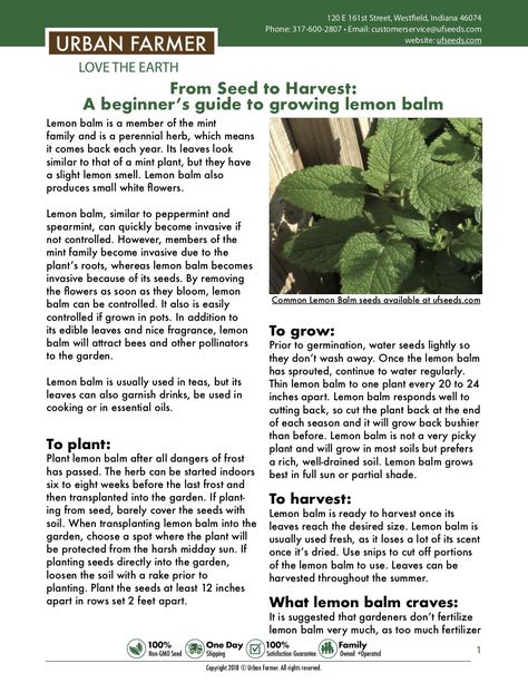 How To Grow Lemon Balm, What To Do With Lemon Balm Leaves, How To Harvest Lemon Balm, How To Use Lemon Balm Leaves, Harvesting Lemon Balm, Lemon Balm Properties, Growing Lemon Balm, Lemon Balm Medicinal Uses, Soaking Seeds Before Planting