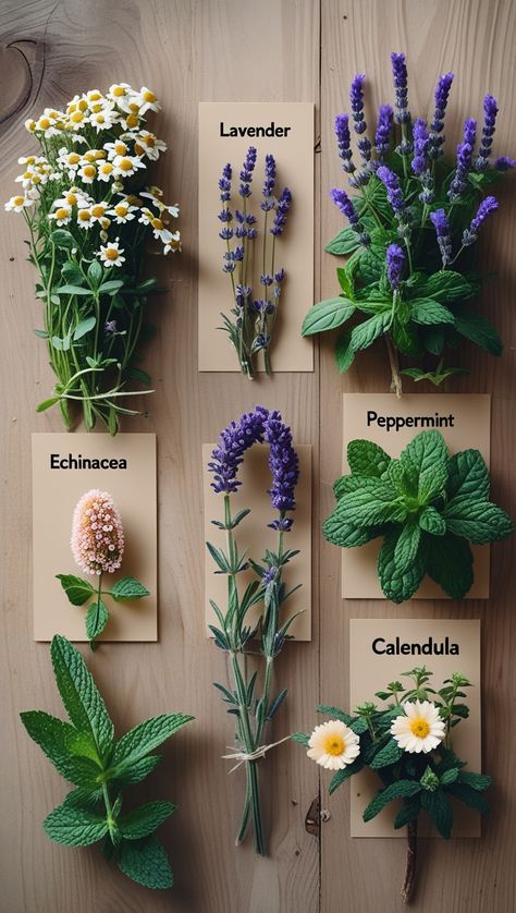 Want to have natural remedies at your fingertips? These 5 medicinal plants—chamomile, lavender, echinacea, peppermint, and calendula—are easy to grow and packed with healing properties. Start your own home apothecary today! 🌱💚 #MedicinalHerbs #NaturalRemedies #HerbalMedicine #GardeningTips #HolisticHealth Home Apothecary, Herbal Recipes, Medicinal Herbs, Medicinal Plants, Healthier Lifestyle, Herbal Medicine, Herbal Remedies, Natural Healing, Best Diy