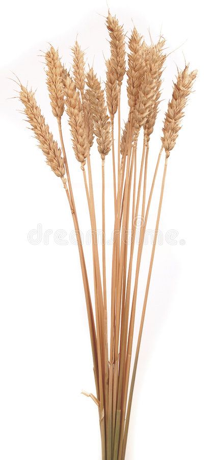 Wheat Background, Wheat Stalk, Retail Design Display, Background Designs, Background White, Design Display, Design Background, Doha, Art References