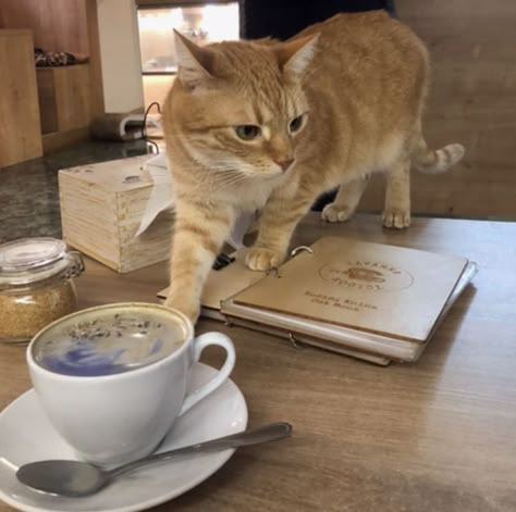 Cat Cafe Japan Aesthetic, Cats Cafe Aesthetic, Cat Cafe Korea, Cat Cafe Aesthetic Interior, Cat Cafe Japan, Cat Cafe Aesthetic, Cat Coffee Shop, Cute Cafe Aesthetic, Iris Core