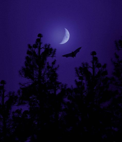 1970s Vampire, Vampire Bat Aesthetic, Black And Purple Aesthetic, Purple Goth Aesthetic, Purple Bat Aesthetic, Bat Aesthetic, Purple Vampire, Purple Aesthetic Vampire, Purple Cemetery Aesthetic