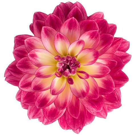 Dalina® Midi Malta - Dahlia hybrid | Proven Winners White Tips, Landscape Maintenance, Scrapbook Flowers, Beautiful Flowers Photography, Flower Icons, Pink Plant, Proven Winners, Victorian Flowers, Garden Bulbs