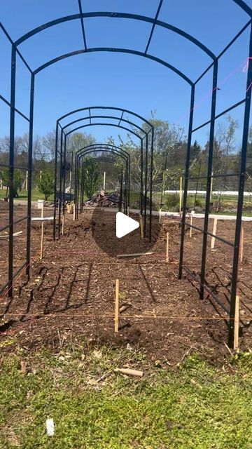 Nicole Johnsey Burke on Instagram: "Does it surprise you that we started with the trellises?

Today we made serious progress on this fun new kitchen garden, build with Juniper Green kitchen. And I just had to share the arch trellis progress.

Of course, I have my own planting plans, but tell me what you would grow to cover this tunnel. I can’t wait to hear your ideas. 

Stay tuned for more of the progress this week.

This is the new tunnel arch trellis in the Gardenary shop and it’s perfect for inground beds or even Raised beds if you wanted a wider space to grow large Vining plants.

Let me know your questions about this install and stay tuned to see what happens next." Vine Arbor Ideas, Vining Plants, Grape Trellis, Juniper Green, Arch Trellis, Planting Plan, The Arch, Green Kitchen, Kitchen Garden