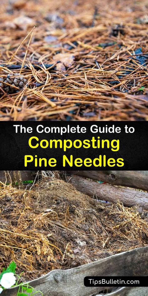 Uses For Pine Needles, Pine Tree Uses, What To Do With Pine Needles, Pine Needle Uses, Pine Needle Mulch, Allotment Planning, Homestead Lifestyle, Landscape Ideas Front Yard Curb Appeal, Straw Mulch