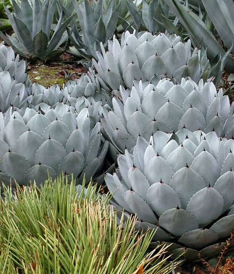 Artichoke Agave, Arizona Landscaping, Plants Wishlist, Cactus Gardens, Desert Gardens, Evergreen Flowers, Mediterranean Plants, Australian Plants, Agave Plant