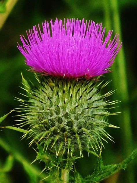 Scottish Symbols, Scotland National Flower, Flower Of Scotland, Who Knows Me Best, Scotland Forever, National Flower, Thistle Flower, Scottish Thistle, Flowers Plants