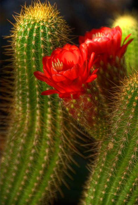 Torch Cactus Photograph - Red Torch II by Saija Lehtonen Cactus With Red Flower, Red Cactus, Cactus Blossoms, Blooming Cactus, November 19th, Desert Garden, Succulent Care, Unusual Plants, Unusual Flowers