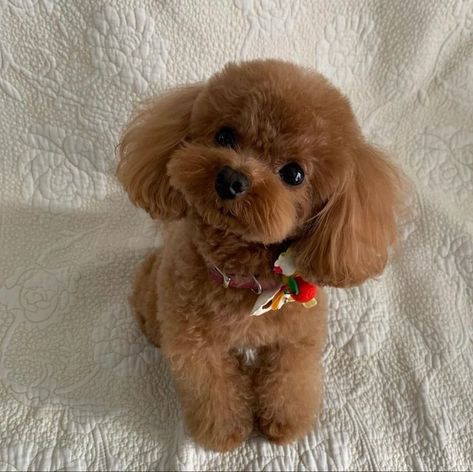 Asian Poodle Grooming, Mini Poodle Teddy Bear Haircut, Teacup Toy Poodle, You Poodle Puppy, Toy Poodle Puppies Haircuts, Teacup Poodle Haircut Styles, Cavapoo Grooming Styles, Mini Poodle Haircut, Toy Poodle Aesthetic