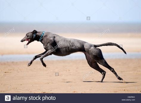 Independent Drawing, Greyhounds Running, Hunstanton Norfolk, Greyhound Running, Running Greyhound, Dogs Running, Grey Hound, Fit Dogs, Animal Reference