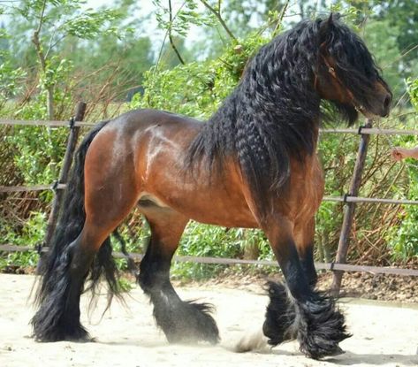 Im in love with this horse!  I want him soooo bad!! Hair Everyday, Regnul Animal, Hair Tuck, Everyday Hair, Big Horses, Bad Bad, Surgical Mask, Majestic Horse, Brown Horse