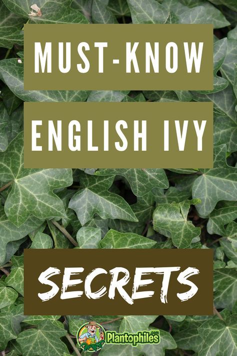 English Ivy Houseplant, English Ivy Landscape Ideas, How To Care For English Ivy Indoors, How To Grow English Ivy Indoors, Repotting English Ivy, How To Take Care Of Ivy Plants, English Ivy Care Indoors, Caring For Ivy House Plants, Ivy Garden Ideas