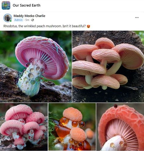 Pinkish but paler than the cap, the stem of this mushroom is 3 to 7cm long and 1 to 1.5cm in diameter, without a stem ring, and is covered in whitish fibrils. 30–70 x 10–15mm, white to pinkish, covered in white fibrils; often bleeding red or orange droplets. The stem flesh is whitish tinged pink to orange. #fungi #mushroom #nature My FB post: www.facebook.com/groups/148750632385184/posts/1047356039191301/ More info: www.first-nature.com/fungi/rhodotus-palmatus.php Mushrooms Species, Wrinkled Peach Mushroom, Peach Mushroom, Red Cap Mushroom, Writing Toolkit, Mushroom Types, Mushroom Dress, Pink Mushrooms, Mushroom Nature