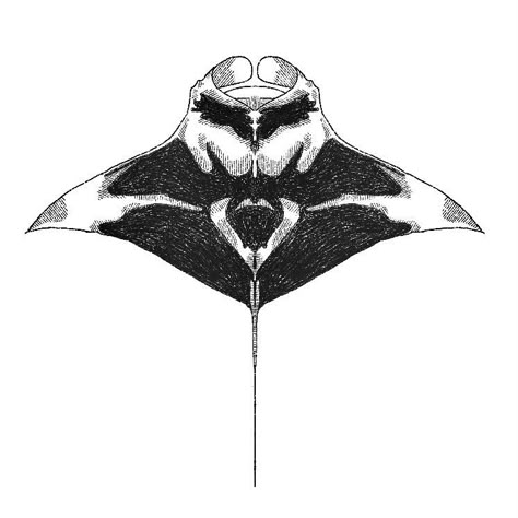 babie Mantaray Back Tattoo, Manta Ray Design, Manta Ray Back Tattoo, Mantaray Drawing, Manta Ray Tattoo Design, Oceanic Tattoo, Stingray Tattoo Design, Mantaray Tattoo, Honey Badger Tattoo