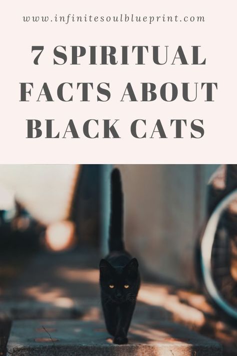 Black cats are often associated with Halloween or superstitions that claim it is bad luck to see one. However, this couldn’t be further from the truth. Black cats have an important meaning especially spiritually. You will not have bad luck if a black cat walks in front of you. Black cats can be quite spiritual and having one come into your life can be very significant. I know from personal experience of having three black cats show up at my doorstep. Cats Protect From Spirits, Black Cats Facts, Black Cat Mythology, Black Cat Crossed My Path, Black Cats Are Good Luck, Black Cat Crossing Your Path Meaning, Cats And Magic, Black Cat Facts Truths, Seeing A Black Cat Meaning