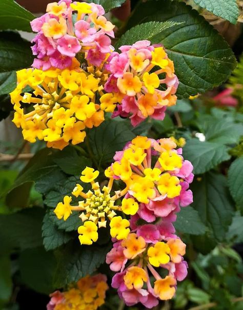 Lantana Flowers