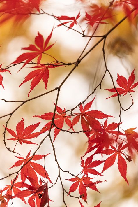 Japanese Maple Tree Drawing, Maple Leaves Aesthetic, Japanese Maple Leaf Tattoo, Japanese Maple Tree Tattoo, Maple Leaves Tattoo, Maple Leaf Tattoos, Japanese Maple Leaf, Japanese Maple Leaves, Japanese Red Maple