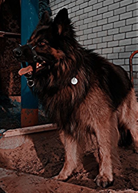 My German shepherd Lord Gsd Dog, Dog Motif, Scary Dogs, Aesthetic Light, Dog Gear, Service Dogs, Dog Person, German Shepherd, Best Dogs