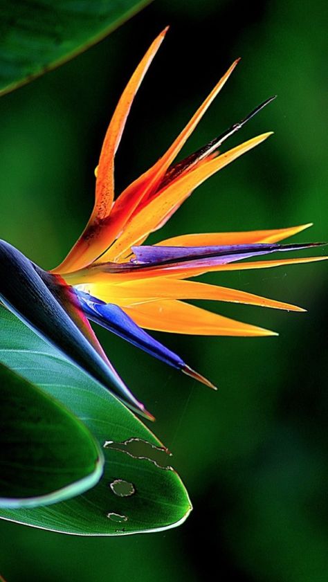 Colombian Flowers, Birds Of Paradise Flower Drawing, How To Paint Bird Of Paradise Flower, Birds Of Paradise Painting, Exotic Flower Tattoos, Bird Of Paradise Art Paintings, Birds Of Paradise Flower Painting, Bird Of Paradise Tattoo, Birds Of Paradise Plant