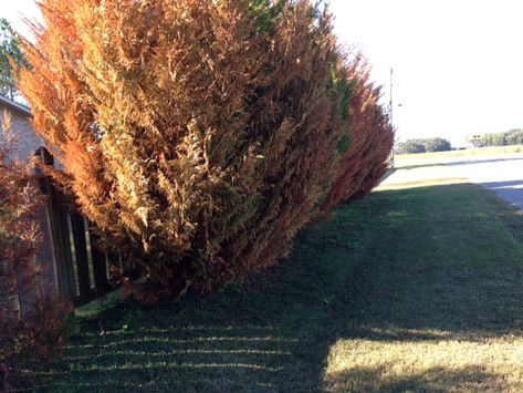 Why Is My Leyland Cypress Turning Brown? Leland Cypress Trees, Leland Cypress, Leyland Cypress Trees, Cyprus Trees, Leyland Cypress, Italian Cypress, Hinoki Cypress, Types Of Fungi, Tree Removal