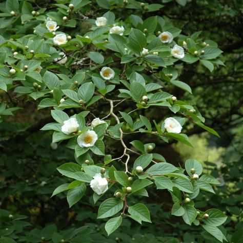 Stewartia pseudocamellia Stewartia Pseudocamellia, Stewartia Tree, Zone 5, Landscape Plan, Diy Landscaping, Garden Trees, Country Gardening, May I, Back Garden