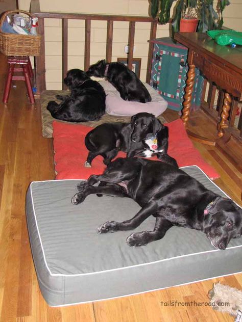 Got Dogs? Got Problems? Solutions for Multi-Dog Households Multiple Dogs Household, Multi Dog Household, Dog Routine, Multiple Dogs, Dog Area, 2 Dogs, Dog Tips, Dog Parents, Dog Runs