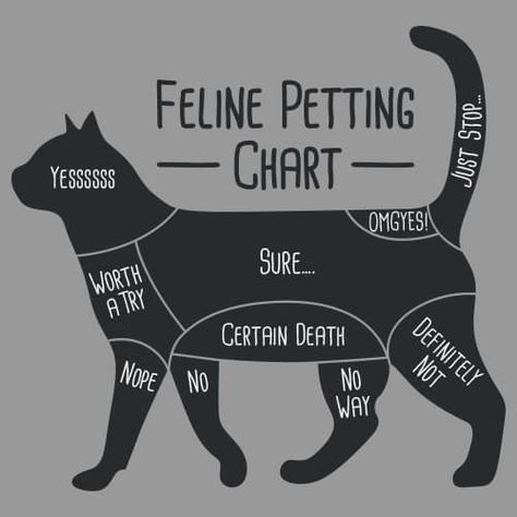 Cat Petting, Fun Facts About Cats, Cat Language, Cat Hacks, Cat Care Tips, Kitten Care, Funny Times, Cat Parenting, Cat Behavior