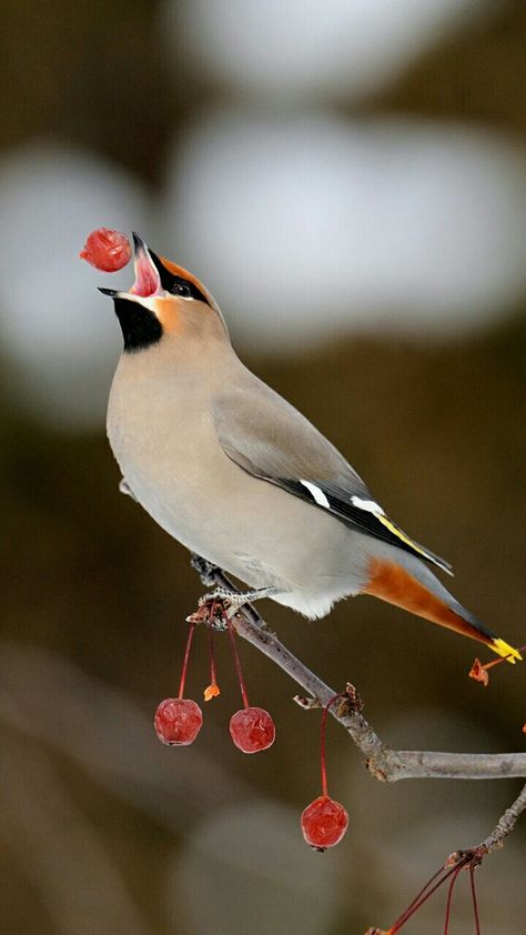 Bohemian Waxwing Bird, Waxwing Bird, Bohemian Waxwing, Cedar Waxwing, Nature Birds, Bird Pictures, Bird Feathers, Bird Art, Beautiful Birds