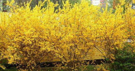 5 Ways to Propagate Forsythia | Gardener’s Path Forsythia Bush, Fast Growing Shrubs, Red Twig Dogwood, Shrubs For Privacy, Tall Shrubs, Twig Dogwood, Plant Care Instructions, Yellow Plants, Garden Insects