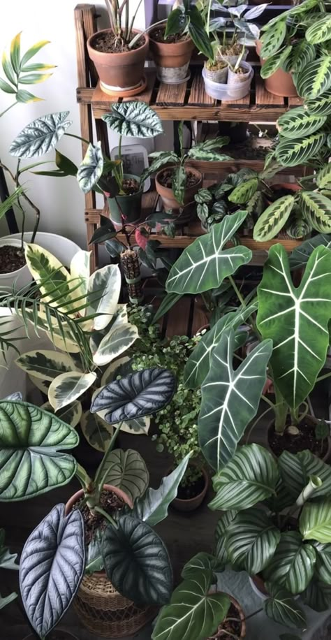 Cream Bath Salon, Plant Collection Display, Plant Collection Aesthetic, Cool Plants Indoor, Home Plants Aesthetic, House Plants Aesthetic, Green House Plants, Plant Vibes, Plants Interior