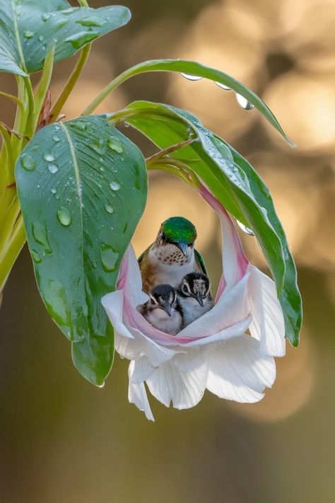 Birds Photography Nature, Odd Couples, Pretty Birds, Wildlife Animals, Colorful Birds, Cute Birds, Cute Creatures, Animals Friends, Love Birds