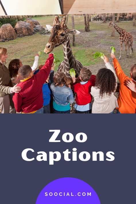 Captions For Zoo Pictures, Zoo Quotes For Kids, Zoo Quotes For Instagram, Zoo Captions For Instagram, Boring Captions, Museum Quotes, Captions For Instagram Funny, Party Captions, Family Captions