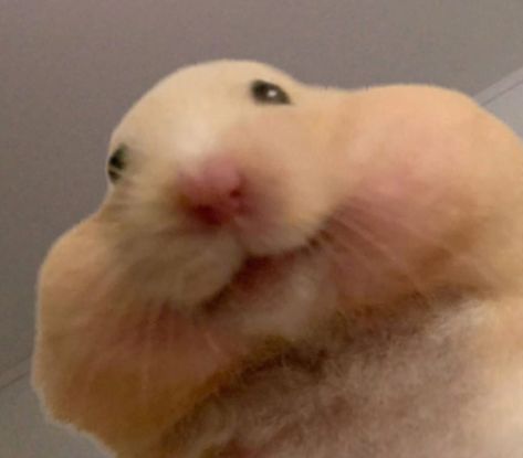 Silly hamster Silly Hamster, Golden Hamster, Quick Saves