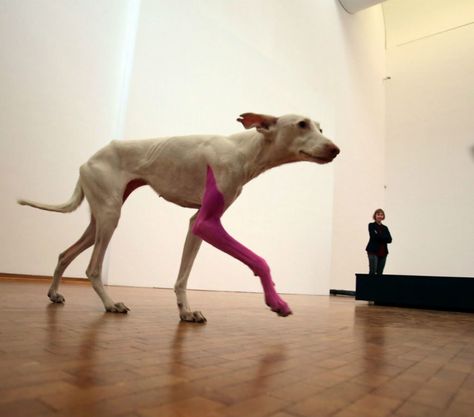 A dog with its leg painted pink walks around, and is part of, the exhibition by French artist Pierre Huyghe at the Ludwig Museum in Cologne, western Germany on April 10, 2014. Photo courtesy Oliver Berg /AFP/Getty Images. Pierre Huyghe, Leg Painting, Animal Advocacy, Live Animals, T Art, French Artists, Amelie, Space Art, Art Exhibition