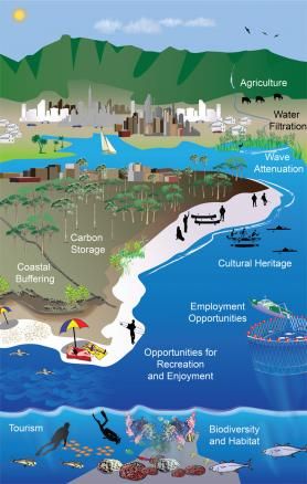 From the US Climate Resilience Toolkit, background on Ecosystem Vulnerability. Ecosystem Services, Environmental Engineering, Room Remodel, Climate Action, Employment Opportunities, Water Filtration, Earth Science, Front Room, Ecosystem