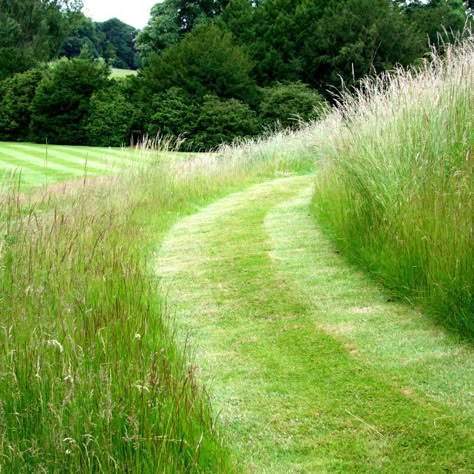 unmowed turf lawn path Green Pastures, Wild Flower Meadow, Prairie Garden, Meadow Garden, Grasses Landscaping, Grasses Garden, Garden Pathway, Ornamental Grasses, Country Gardening