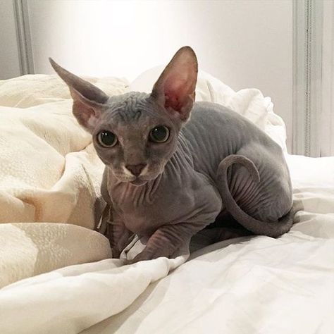 Donskoy Cat, Cute Hairless Cat, Sphinx Cats, Hairless Cats, Sphinx Cat, Sphynx Cats, Dream's Cat, Gorgeous Cats, Devon Rex