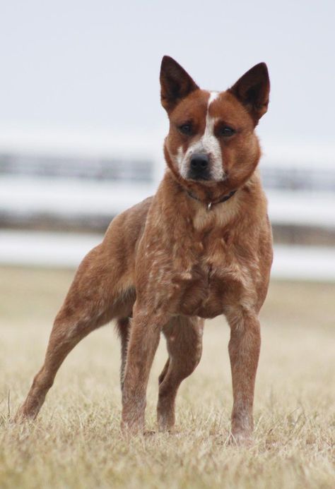 Red Australian Cattle Dog, Red Cattle Dog, Ranch Dogs, Red Heeler Dog, Pfp Dog, Dog Easter Basket, Australian Cattle Dog Puppy, Blue Healer, Cattle Dog Puppy