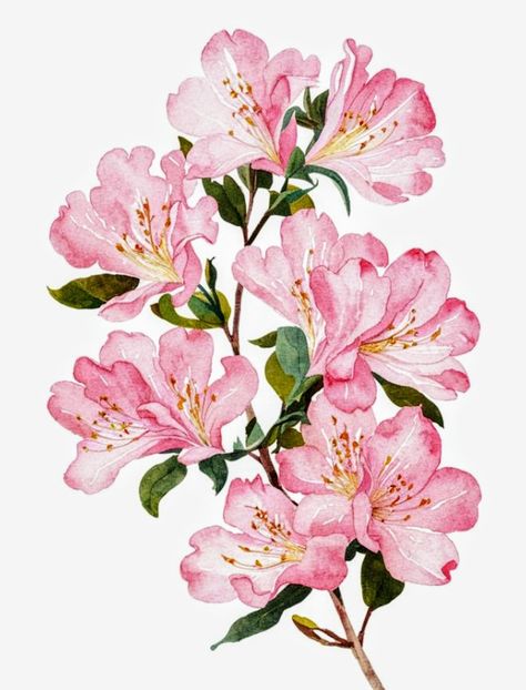 Flower Drawing White Background, Wedding Flower Illustration, Azalea Illustration, Azalea Watercolor, Floral Background Aesthetic, Pink Flower Illustration, Bloom Background, Azalea Flower, Doodle Art Flowers