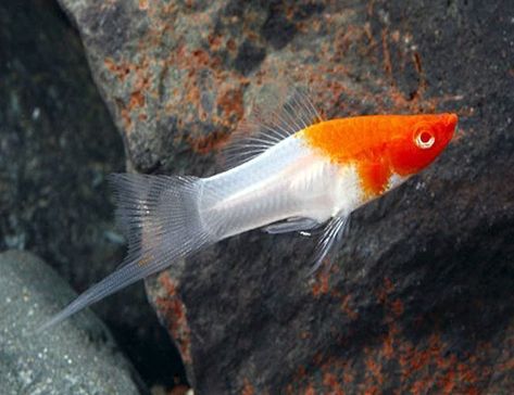 Mosquito Fish, Swordtail Fish, African Cichlid Aquarium, Platy Fish, Big Aquarium, Fish Keeping, Aquatic Garden, Freshwater Aquarium Fish, African Cichlids