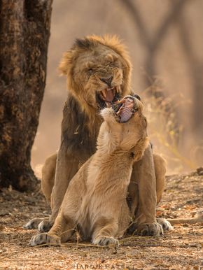 Asiatic Lion pair - Captured at Gir Sanctuary, Gujarat, India Lion Pair, Lion Kingdom, Asiatic Lion, Wild Lion, Lion Love, Male Lion, Animal Print Wallpaper, About Animals, Lion Art